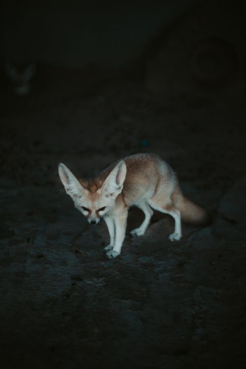 brown fox on gray sand during daytime