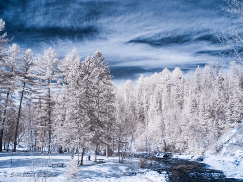 Image snow covered trees during daytime