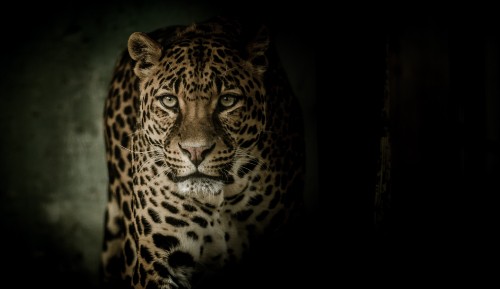 Image brown and black leopard in dark room