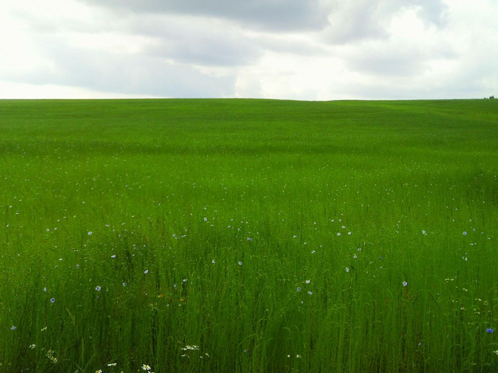 green grass field under white clouds during daytime