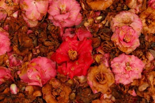 Image pink and brown flower petals