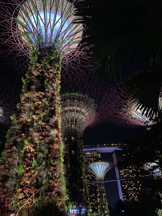 Singapour, Nuit, Palmier, Éclairage de Paysage, Bleu Majorelle. Wallpaper in 1536x2048 Resolution