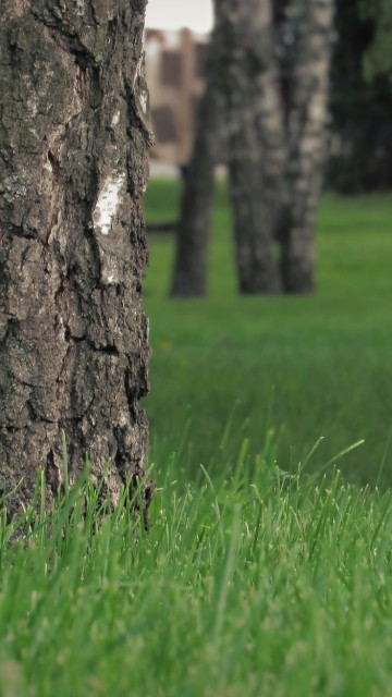 Image brown tree trunk on green grass field