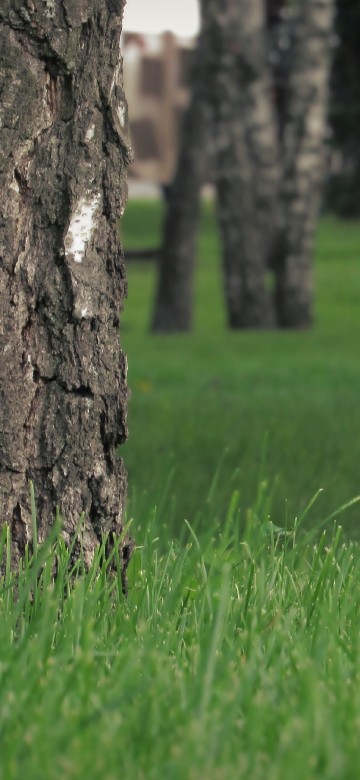 Image brown tree trunk on green grass field