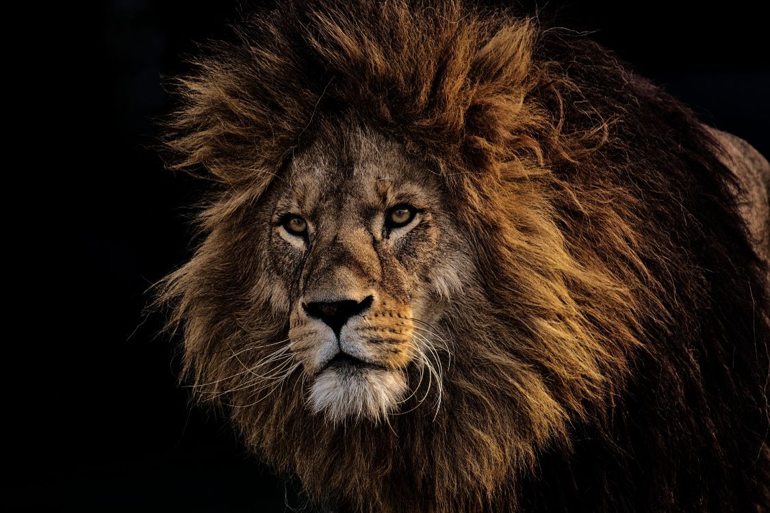 Lion With Black Background in Close up Photography. Wallpaper in 6000x4000 Resolution