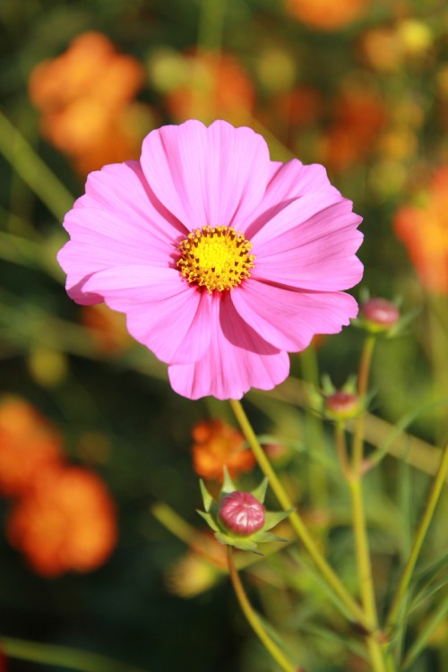 Image pink cosmos flower in bloom during daytime