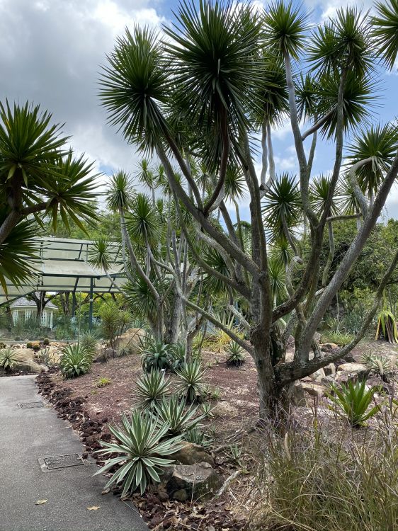 la Vegetación, Bioma, Arbustos, Planta, la Comunidad Vegetal. Wallpaper in 1536x2048 Resolution
