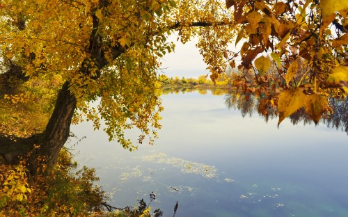 Image green and yellow leaves on tree branch over the lake