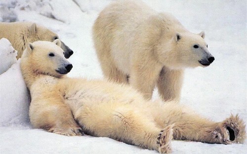 Image polar bear lying on snow covered ground during daytime