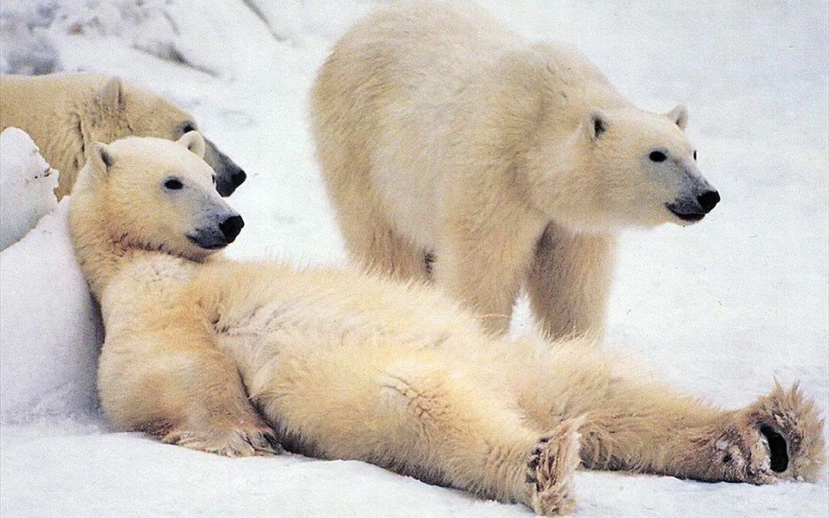 polar bear lying on snow covered ground during daytime