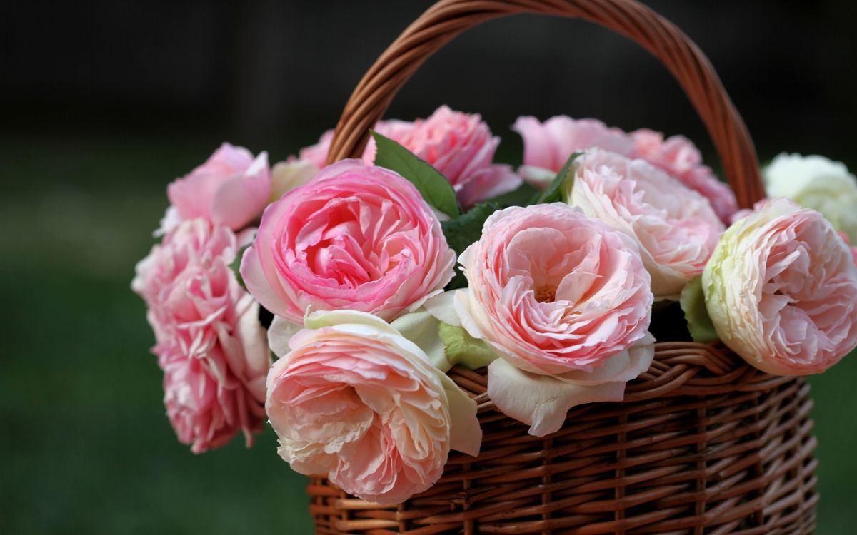 pink roses in brown woven basket