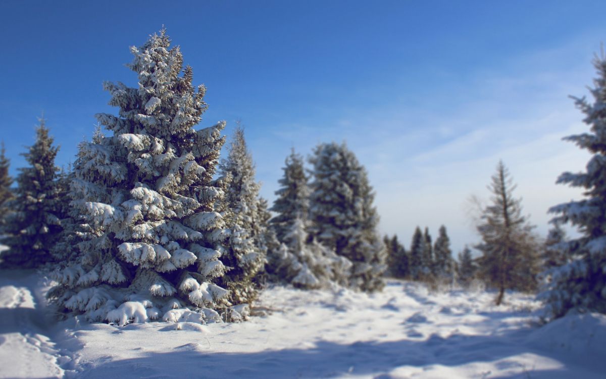 Schneebedeckte Kiefern Tagsüber. Wallpaper in 2560x1600 Resolution