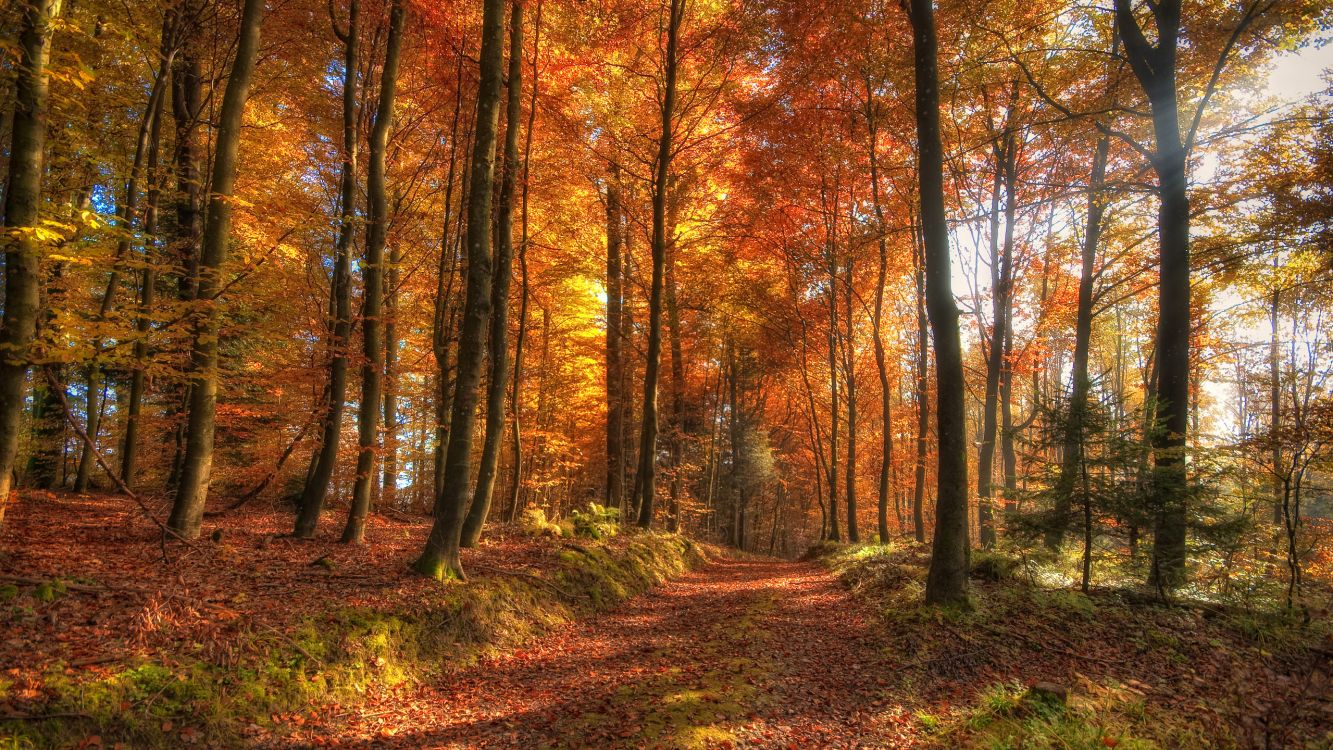 brown and green trees during daytime