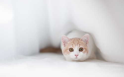 Image orange and white tabby cat