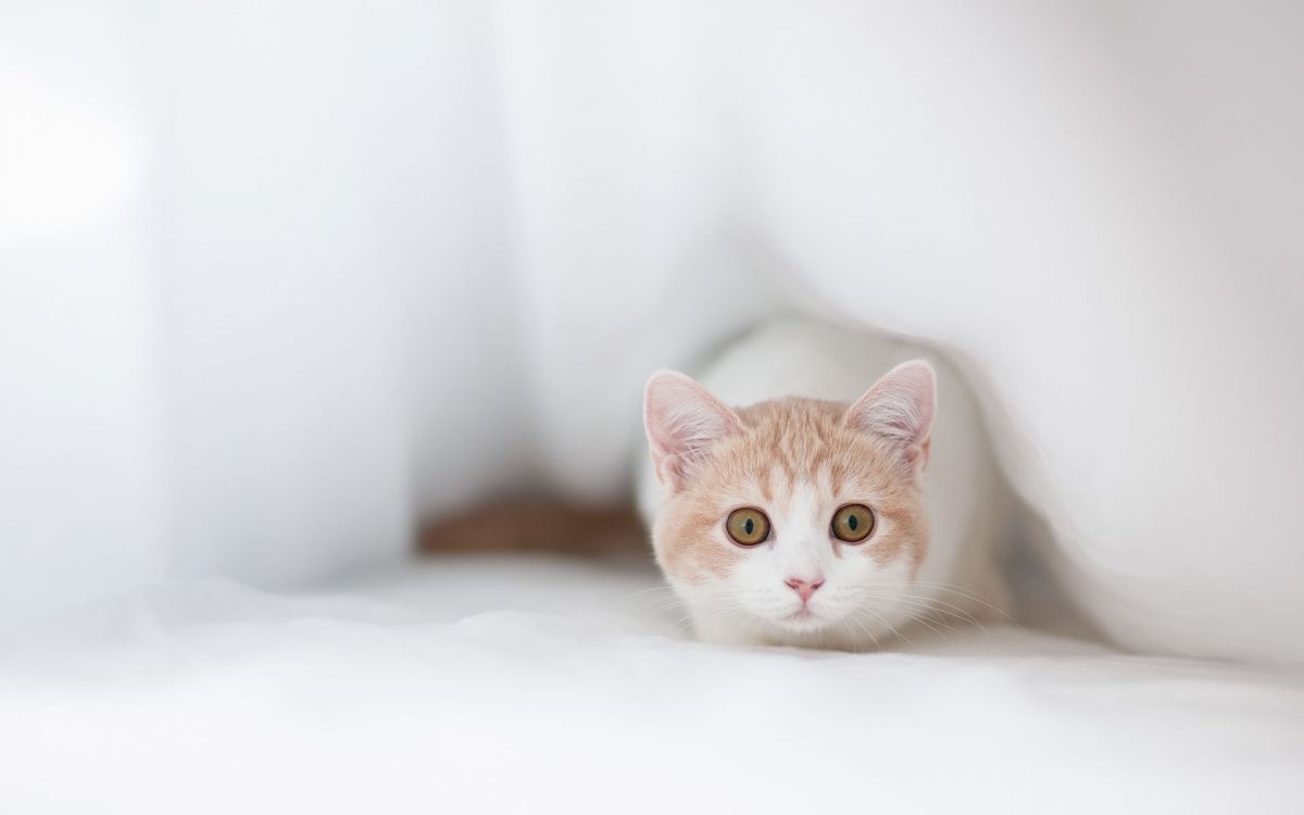 orange and white tabby cat