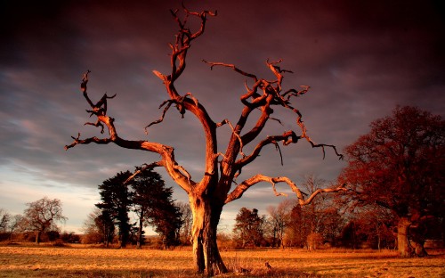 Image leafless tree on brown grass field