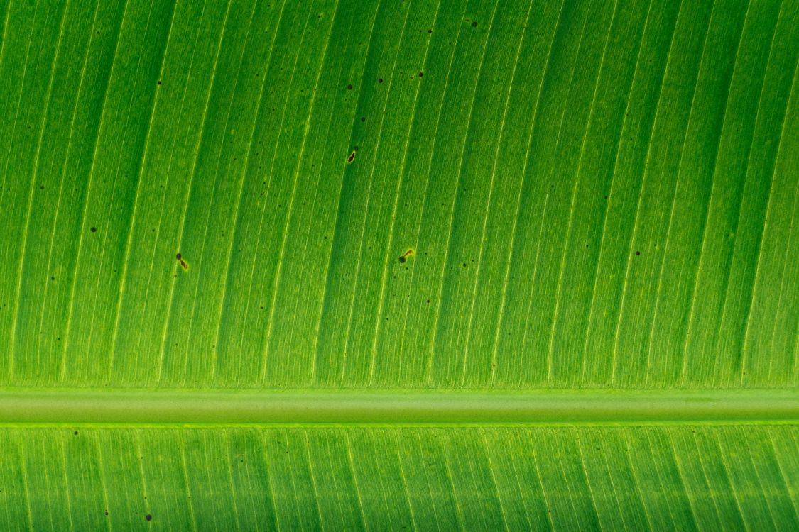 香蕉叶, 植物干, 绿色的, 秋天的叶的颜色, 工厂 壁纸 4805x3203 允许