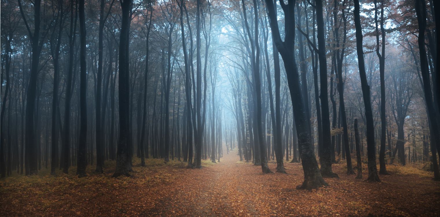 brown trees on brown dried leaves