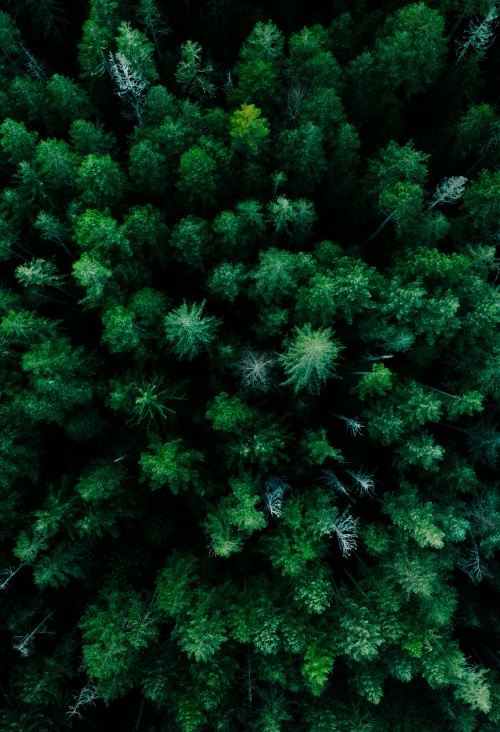 Deep, Evergreen Forest · Free Stock Photo