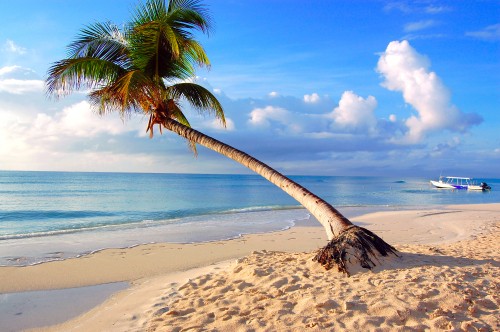 Image coconut tree on beach shore during daytime