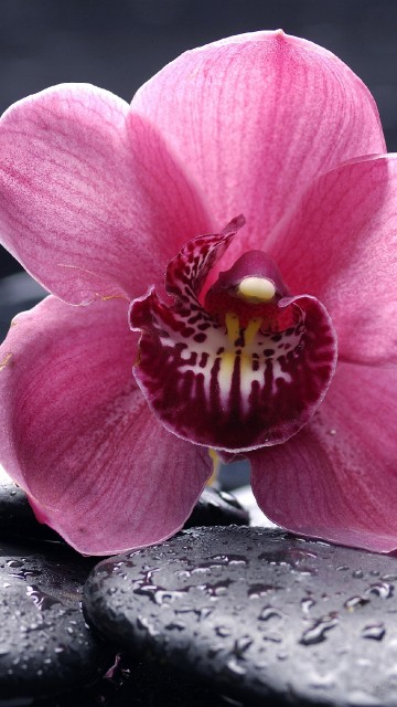 Image pink flower on black surface