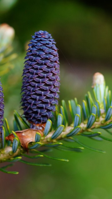 Image blue pine cones, conifer cone, fir, pine, Conifers