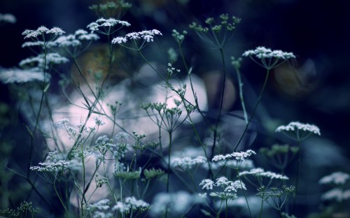 Image white flowers with green leaves