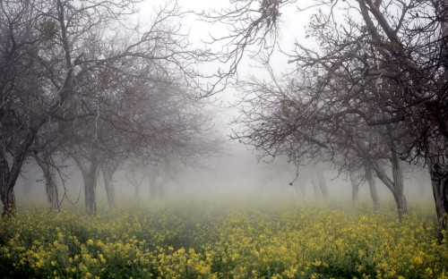 Image yellow flower field with bare trees