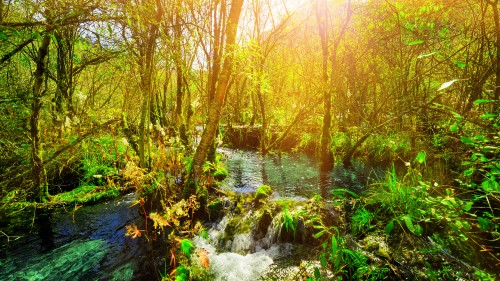 Image river in the middle of forest during daytime