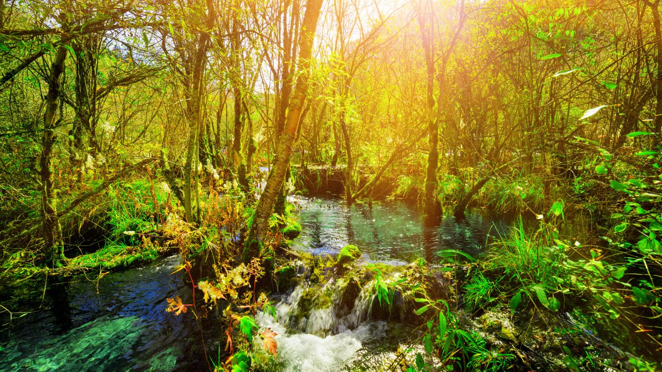 river in the middle of forest during daytime