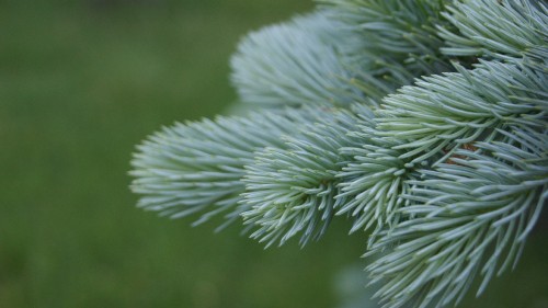 Image green plant in close up photography