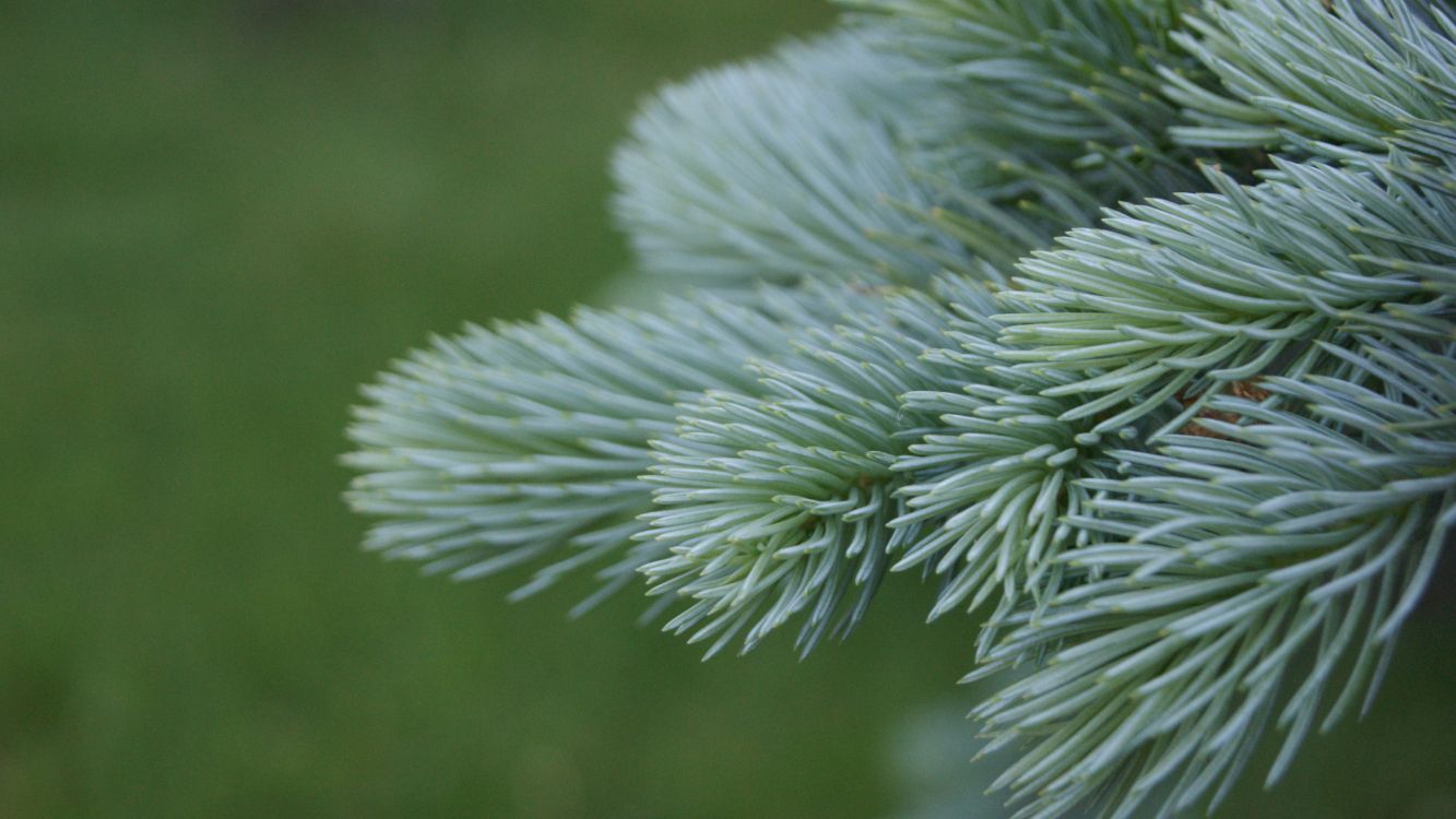 green plant in close up photography