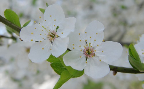 Image white 5 petaled flower in close up photography