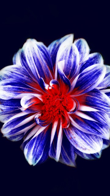 Image purple and white flower in black background