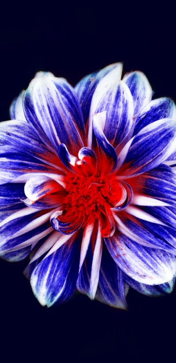 Image purple and white flower in black background
