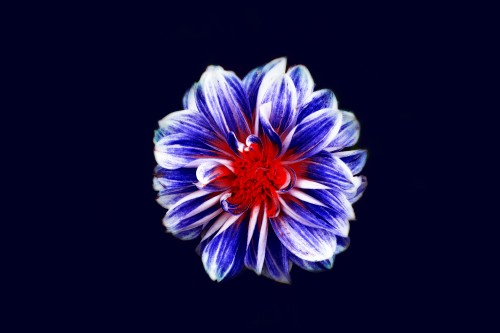 Image purple and white flower in black background