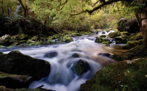 Image river in the middle of forest during daytime