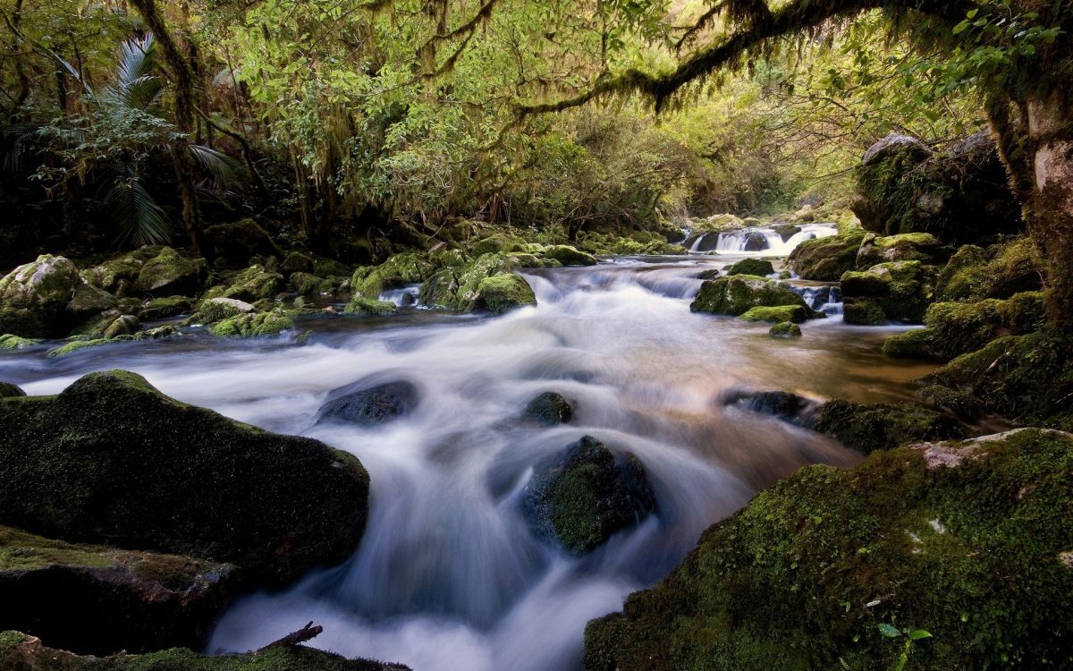 river in the middle of forest during daytime