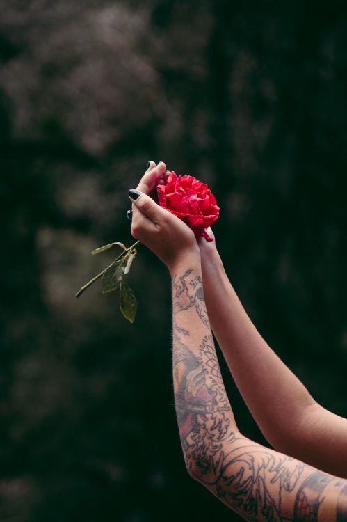 person holding red rose bouquet