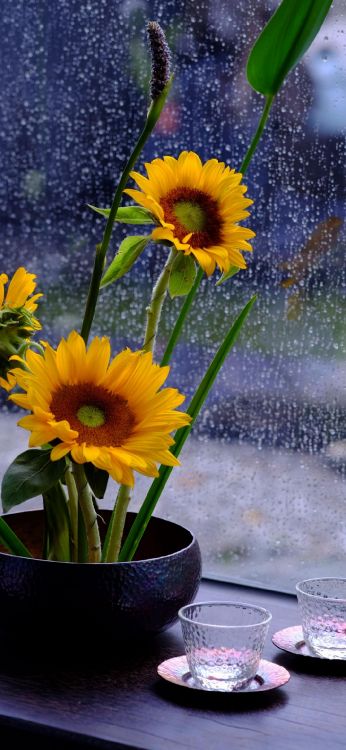 Bonjour Tournesol Pluvieux, Matin, Jour, Midi, Flowerpot. Wallpaper in 1080x2340 Resolution