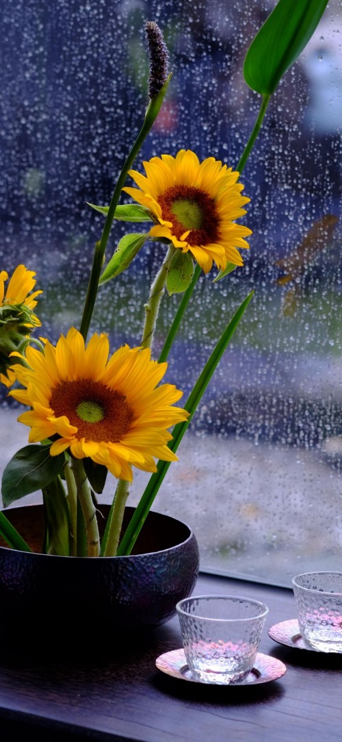 Image good morning rainy sunflower, morning, sunflowers, day, afternoon