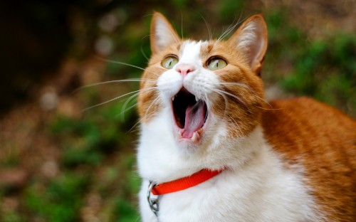 Image orange and white cat with red and white collar