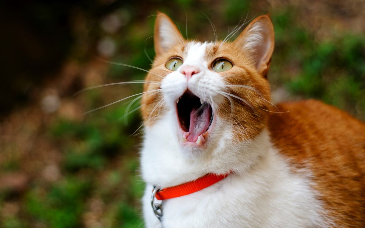 orange and white cat with red and white collar