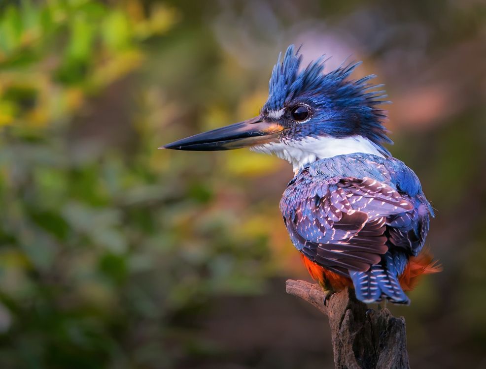 Blauer Und Brauner Vogel Auf Braunem Ast. Wallpaper in 2500x1900 Resolution