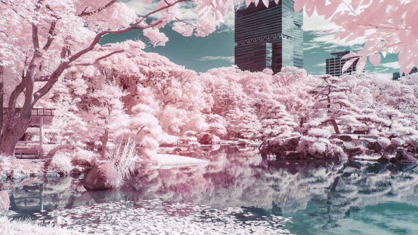 Sucursal, Rosa, Curso de Agua, Reflexión, Primavera. Wallpaper in 3840x2160 Resolution