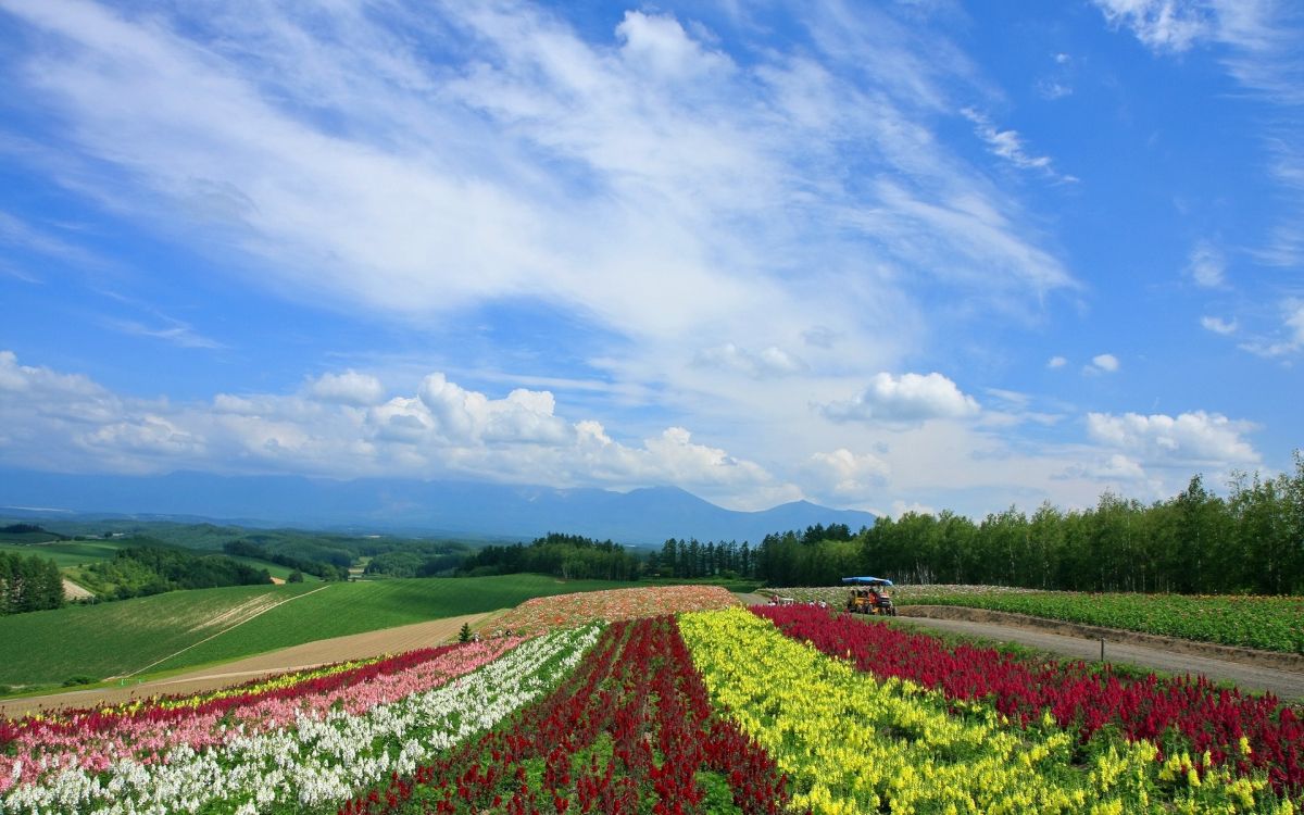 Campo de Flores Rojas y Amarillas Bajo un Cielo Azul Durante el Día. Wallpaper in 1920x1200 Resolution