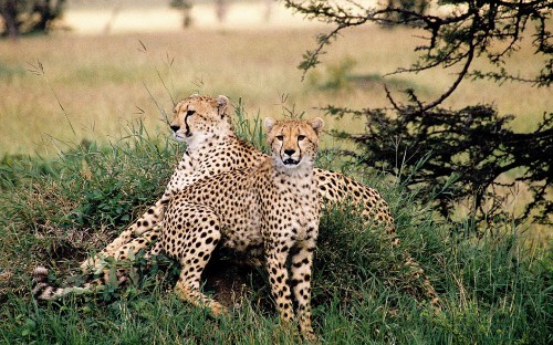 Image cheetah on green grass field during daytime