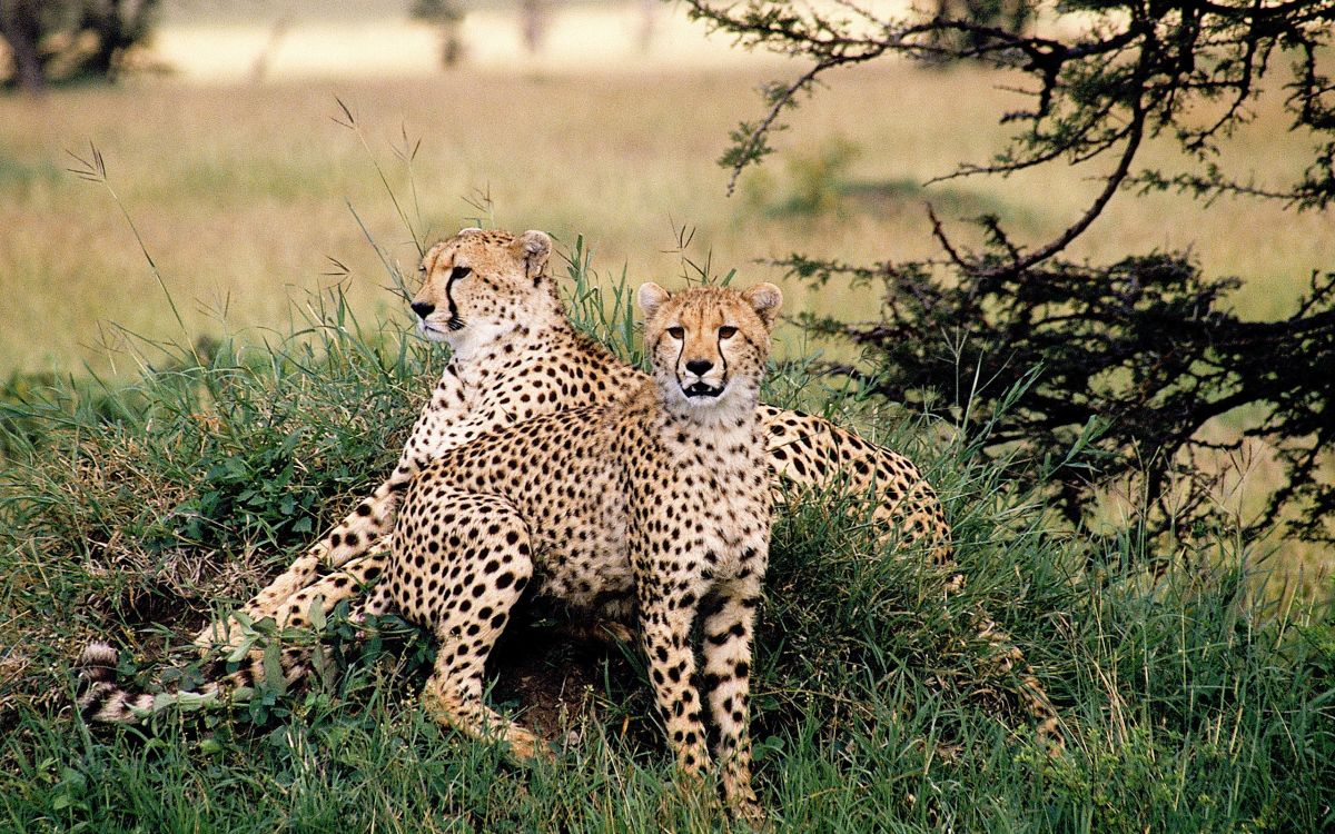 cheetah on green grass field during daytime