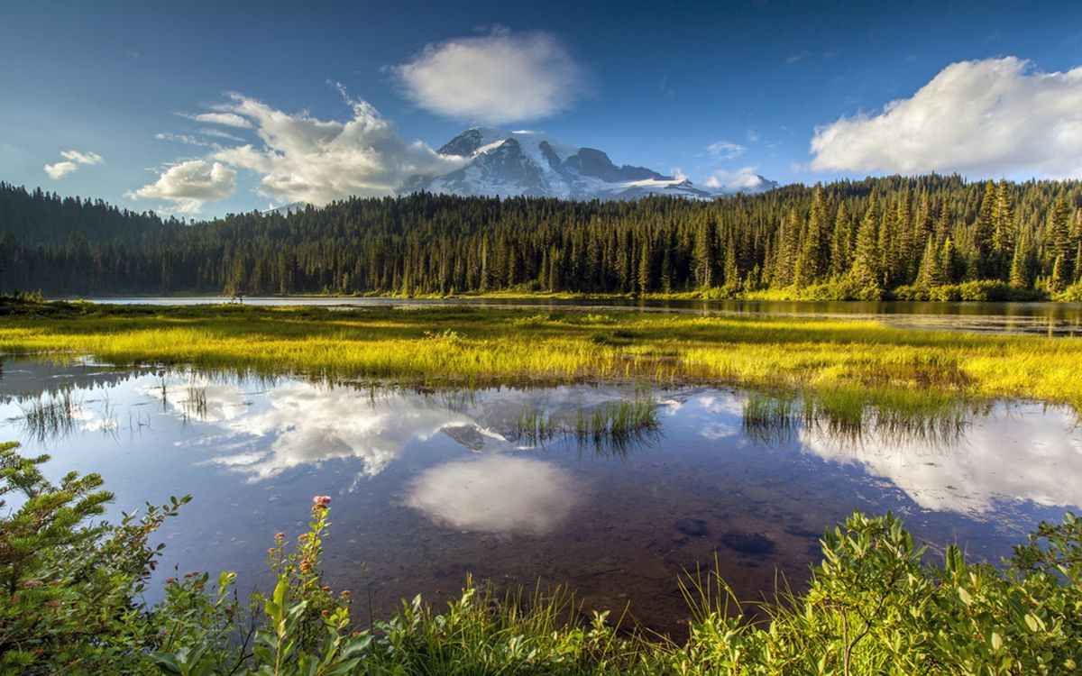 green trees near lake under blue sky during daytime