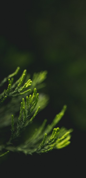 Image green, nature, leaf, plant, water